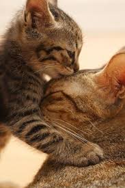 Kitten Kisses Animals Kissing Cute Animals Cats And Kittens