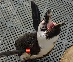 Maybe you would like to learn more about one of these? How Do Penguins Eat By Penguinscience The Mouth And Tongues Of Penguins Are Lined With Stiff Spines That Point Back Interesting Animals Animal Attack Animals