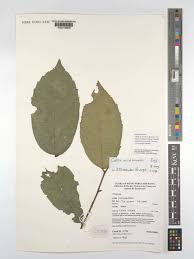 Image result for Celtis mildbraedii