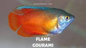 Dwarf gouramis grow to between two to three inches in length, with males being a little larger than females. Flame Gourami Fish Tank Mates Breeding Profile Seafish