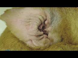 Image result for mold in the ear dog