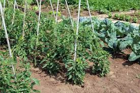 As a seasoned gardener, you always have something new to learn about these plants. Growing Tomatoes Outdoors Allotment Gardens