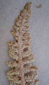 Image result for Mohria lepigera