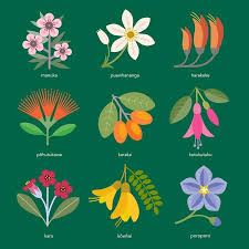 Sprays of white flowers appear above the grassy leaves of the new zealand satin flower. Stylistic Influence Symbiosis