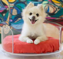 Clear Acrylic Curved Dog Bed