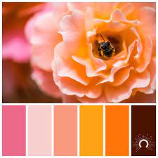 The hex, rgb and cmyk codes are in the table below. Pink Brown Orange Orange Astelle S Colors Orange Color Schemes Orange Pink Color Pink Colour Palette