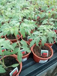 Hanging vegetable plants perform well with a liquid fertilizer applied once per week at watering. Vegetable Plants Click Collect North Perrott Fruit Farm