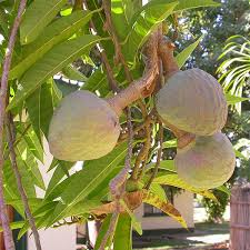 Choose from a wide range of similar scenes. Buy Annona Reticulata Ram Phal Grown Through Seeds Plant Online At Nurserylive Best Plants At Lowest Price