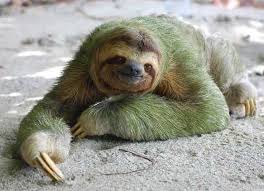 21 Times Sloths Were All Of Us Sloth Cute Sloth Pictures Cute Baby Sloths