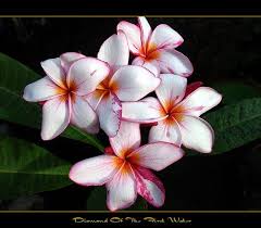 The Plumeria Diamond Of The First Water Plumeria Plumeria Flowers Frangipani