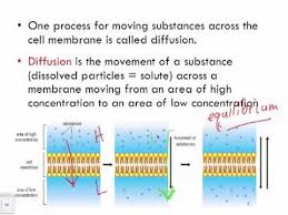 For example, groups of bone cells form bone tissues and muscle cells form muscle tissue. Bio A1 The Cell Theory Plant And Animal Cells Youtube