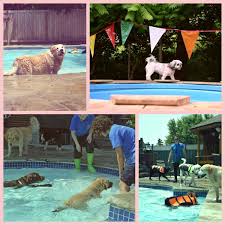 If you ever need anything they are always willing to go the extra mile to get you the help you and your fur cannot say enough about advanced pet care of parker. Parker Pet Care Parkerpetcare Twitter