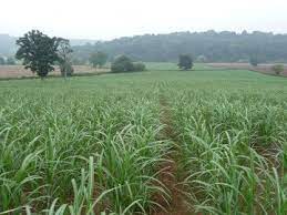 Check spelling or type a new query. Crop Care Miscanthus Giganteus
