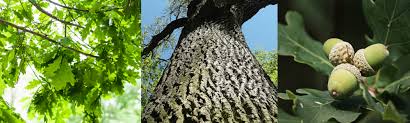What kind of tree is this picture. What Kind Of Tree Is In My Yard Can I Tell Based On The Leaves Or Bark