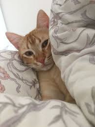 Pepsi Kedi Kedi Pepsi