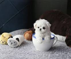 These santa clause dogs are known for their lovely snow white coat. Teacup Maltese All You Need To Know About This Tiny Pup K9 Web