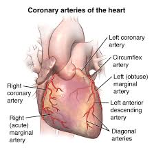 Veins are present near the skin of the human body. Anatomy And Function Of The Coronary Arteries Johns Hopkins Medicine
