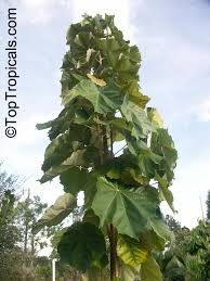 Image result for Pterospermum acerifolium