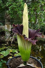Is a merriwick a real thing. News Viral 157 Is The Merriwick Flower Real Merriwick Flower Real Flower The Merriwick Family Has Strong Deep And Magical Roots In A Small Town Called Middleton
