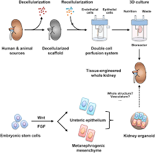Construction Strategies In Kidney Tissue Engineering For The Download Scientific Diagram