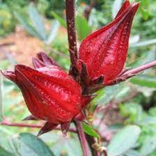 Penjualan secara offline anda bisa langsung datang ke tempat kami untuk bertransaksi. Anja Bibit Tanaman Rosella Pohon Rosella Bunga Rosela Herbal Shopee Indonesia