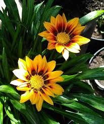 Alga diperkirakan dapat memproduksi 200 kali lipat lebih banyak dibandingkan. Tanaman Yang Tahan Sinar Matahari Belajar Lif Co Id