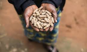 Seeds stored in seed banks can be quickly made available to the researchers and scientists who wanted to study these seeds particularly if such when peace is established, seeds can be recycled and replanted from seed banks. Every Seed Has A Story Food Tank
