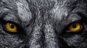 We did not find results for: Wolf Eyes Wallpapers Top Free Wolf Eyes Backgrounds Wallpaperaccess