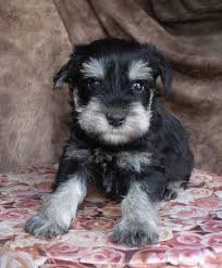 Black And Silver Miniature Schnauzer Puppies For Sale Black Silver Miniature Schnauzer Puppies For Sale Schnauzer Puppy Really Cute Puppies Miniature Schnauzer Puppies