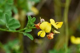 Image result for Crotalaria lotoides