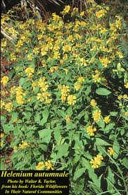 Image result for Helenium autumnale