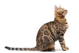 The new excavator also provides a 60% improvement in operator visibility, thanks to narrow cab pillars and larger side, rear, and front windows. Bengal Cat Looking Up Bengal Cat Looking Up On Right Side On White Cat Breeds Cats Bengal Cat