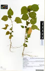 Image result for Dombeya torrida