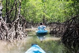 Visit the mangrove forest and charcoal kiln sites which are found more inland. Langkawi Mangrove Kayaking With Dev S Adventure Tours E T Abroad