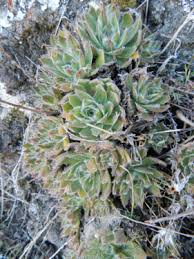 Image result for Crassula morrumbalensis