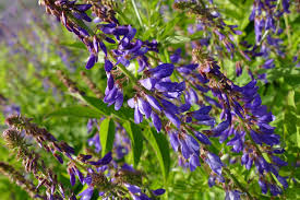 Image result for Rourea orientalis