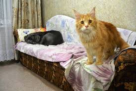 mejn kun i kane korso kak mnogo zavisit ot rakursa animals cats