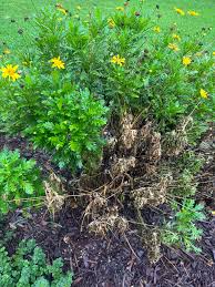 Image result for Senecio polyanthemoides