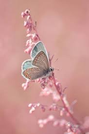 Attractive butterfly photo with pink flower picture for whatsapp dp. Fantasy Flowers 1996