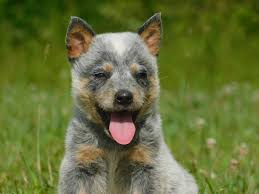 In conclusion, blue heelers can be excellent companions when loved and trained well. Australian Cattle Dog Puppies For Sale Morehead Ky 300202