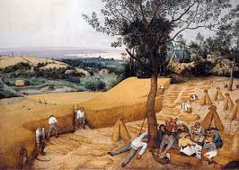 His successor, hongi hika, showed his wheat plantation to samuel marsden less than two years later. Wheat Farming