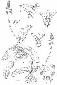 Image result for Ledebouria Unidentified sp. no4.