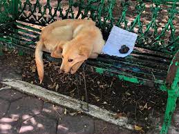 James michael tait, a truck driver; Dog Found Abandoned On Park Bench With Child S Heartbreaking Note Daily Star