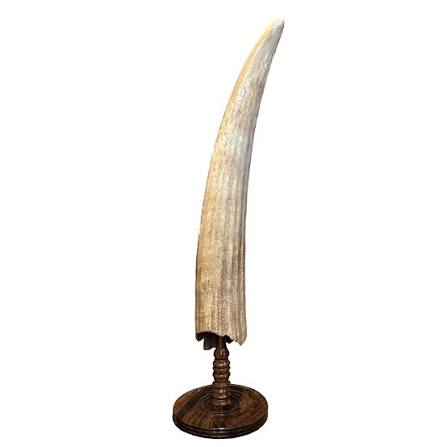 Fossilized Walrus Tusk - XLarge - Forests, Tides, and Treasures