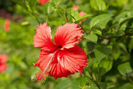 Shop Ginger Plants | Buy Alpinia Plants Online In Australia