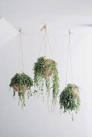 La decoración con papel es tendencia porque se trata de ideas recicladas, económicas y muy simples. Plantas Colgantes Para Decorar Plantas Colgantes Plantas Verdes Y Plantas De Interior