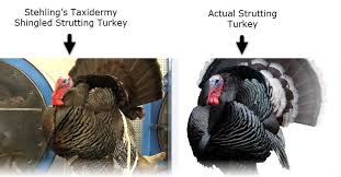 Turkey Taxidermy Done Right Taxidermy Taxidermy Mounts Turkey Mounts