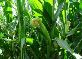 症状からわかるトウモロコシの害虫 農業 ガーデニング 園芸 家庭菜園マガジン Agri Pick