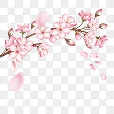 Cherry blossom illustration, cherry blossom branch cherry petals transparent background png clipart. Cherry Blossoms Png Images Vector And Psd Files Free Download On Pngtree