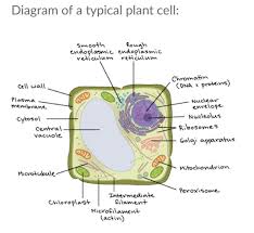 We did not find results for: Difference Between Plant Cell And Animal Cell Brainly In